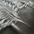 Feather DETAIL